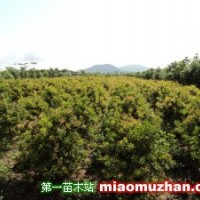 紅千層