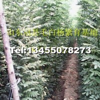 速生國槐
