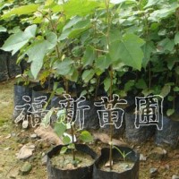 楓香樹(shù)苗