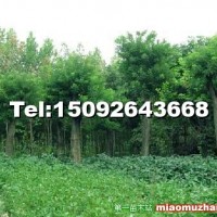 國槐