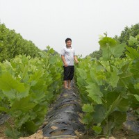 法桐小苗