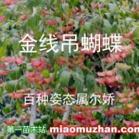 陜西衛(wèi)矛