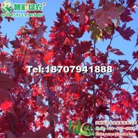 北美紅櫟