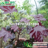 紅國王挪威槭