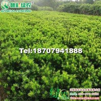 珍品羅漢松
