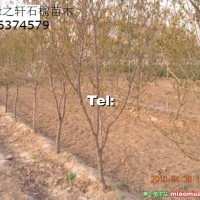 石榴樹苗
