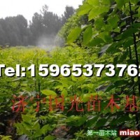 白蠟小苗