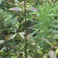 天竺桂