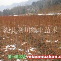 水杉樹苗