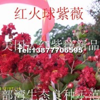 紅火球紫薇