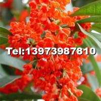 火紅丹桂