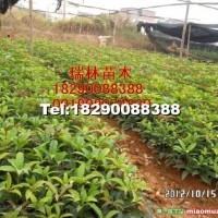 四季桂花