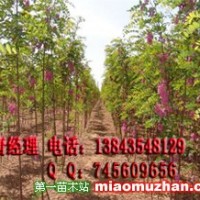 香花槐苗