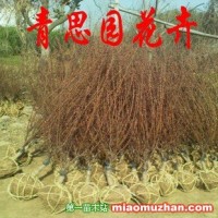 大花榆葉梅