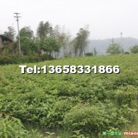香樟二年苗