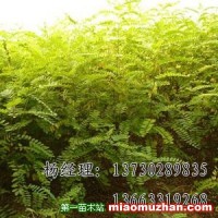 火炬樹