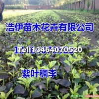 紫葉稠李