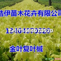金葉復(fù)葉槭