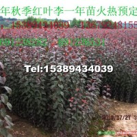 紅葉李小苗