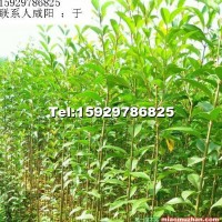 大葉女貞苗