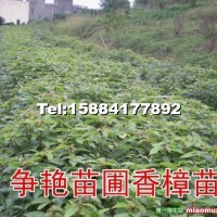 香樟小苗