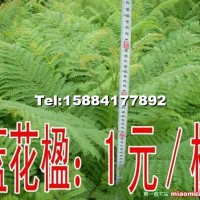 藍(lán)花楹