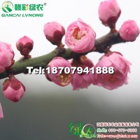 早種朱砂梅