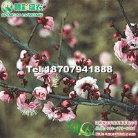 虎丘晚粉