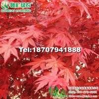 日本紅楓 紅舞妓