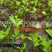 紫葉稠李