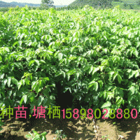 糖槭小苗