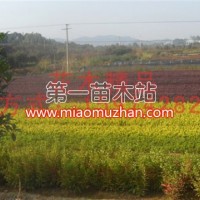 紅葉石楠小苗