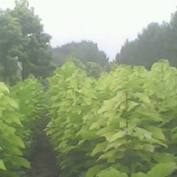 梓樹小苗