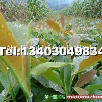 厚樸樹小苗