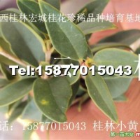 紫云桂花