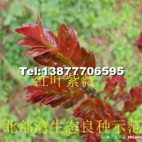 紅葉紫薇