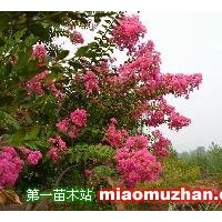 紫薇