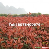 紅葉石楠
