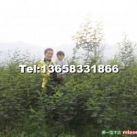 金合歡二年苗