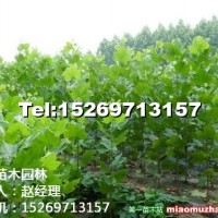 法桐