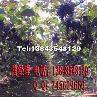 雙紅葡萄苗