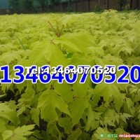 金葉復葉槭
