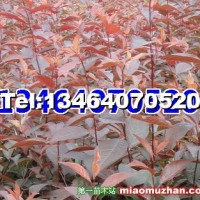 紅葉李