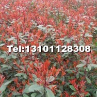 紅葉石楠