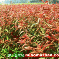 紅葉碧桃苗