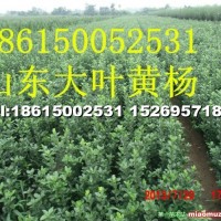 大葉黃楊
