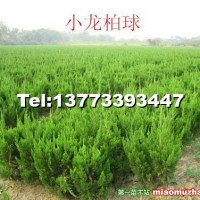 小龍柏
