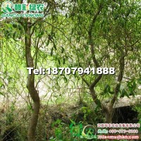 美國(guó)變色龍柳2號(hào)