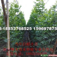 白蠟小苗