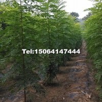 欒樹